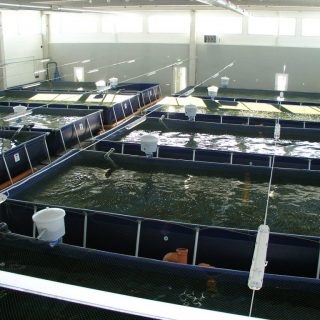 ho-nuoi-ca-1-1024x768